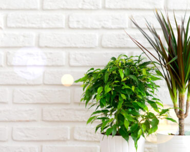 Unlocking Indoor Wellness: 7 Plants with Health Benefits for Indoor Growth